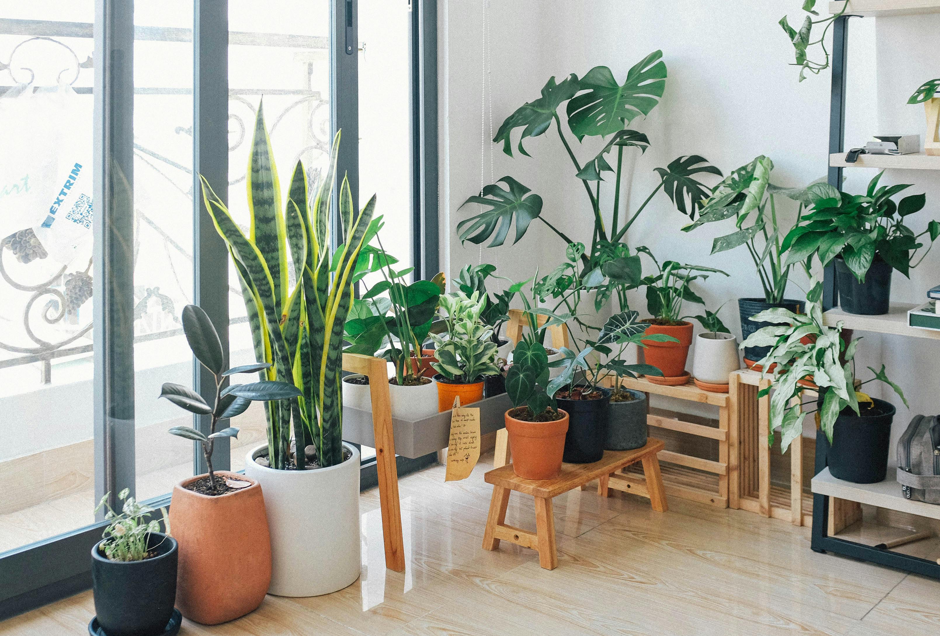 Indoor plant styling for calm corners